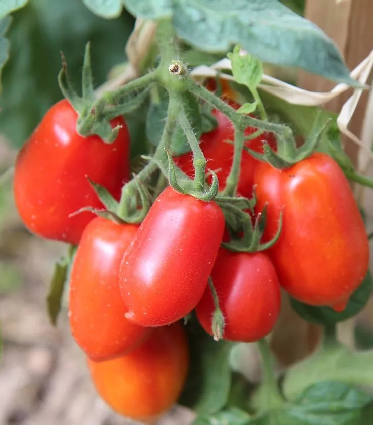 San Marzano Tomato Seeds 50 Ct Heirloom Non-GMO Determinate Vegetable Garden