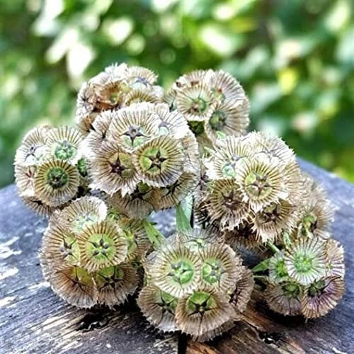 Starflower Seeds - 10 Rare Trientalis borealis Seeds from Iowa, USA