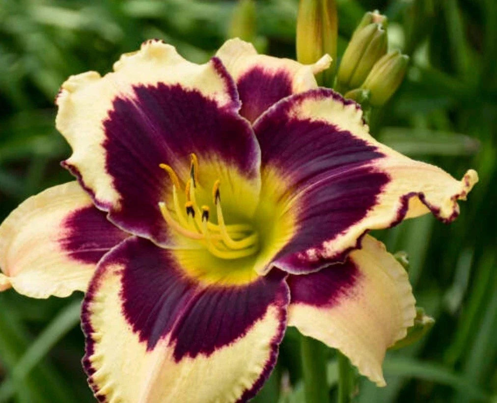 Inkheart Daylily Plant - Perennial Flowering Clump, Deep Red Blooms with Dark Purple Eye, Hemerocallis 'Inkheart'