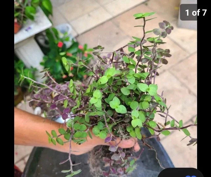 Dwarf Bolivian Calisia Repens & Wandering Jew Tradescantia Cuttings Bundle – Live Propagation Plants for Indoor & Outdoor Gardens