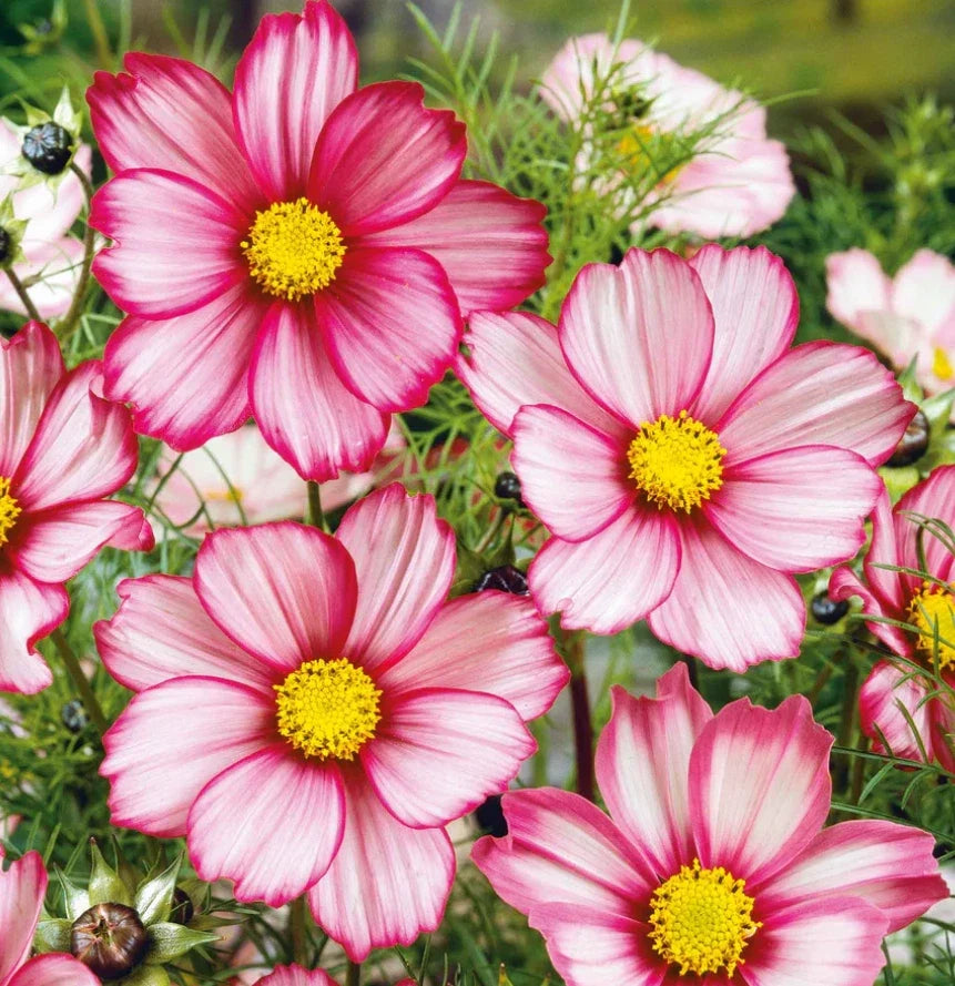 Cosmos Seeds - 100 Non-GMO Red Stripe Bi-Colored Flowers - Pollinator & Butterfly Attractant - Cosmos bipinnatus