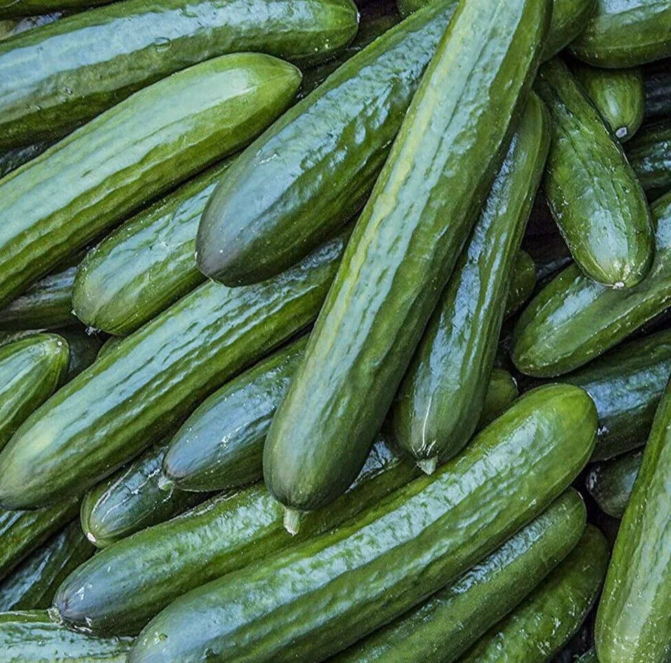 Tendergreen Burpless Cucumber Seeds 50+ Pack | Cucumis sativus Vegetable Garden Variety