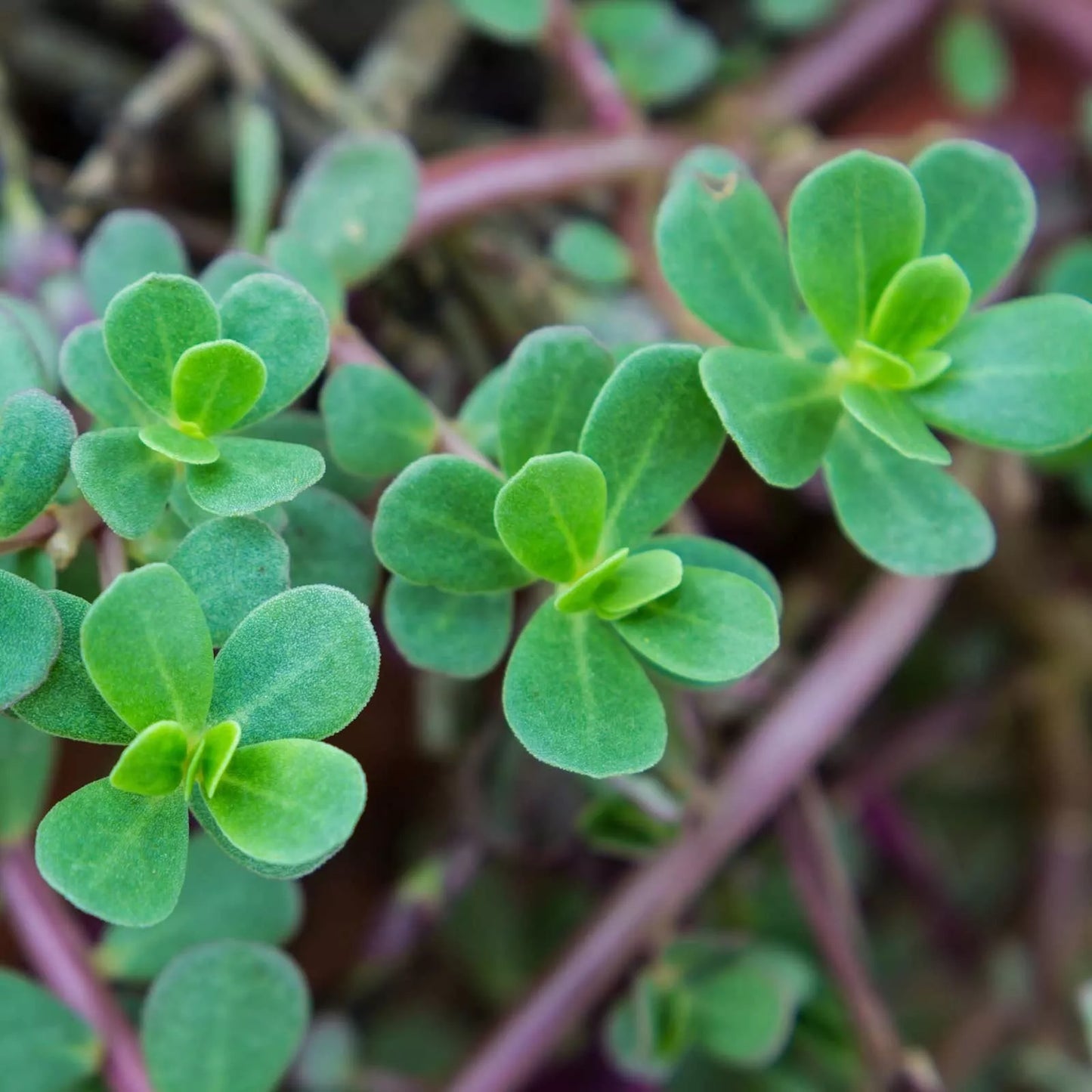 Green Purslane Seeds - 2000+ Heirloom Non-GMO Organic Portulaca oleracea