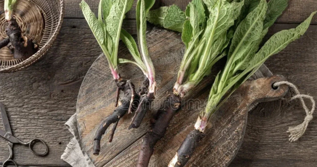 Comfrey Bocking 14 Rooted Crowns – Symphytum x uplandicum, Deer Resistant, Non-Spreading Perennial, Herbal Ground Cover, 5 Pack