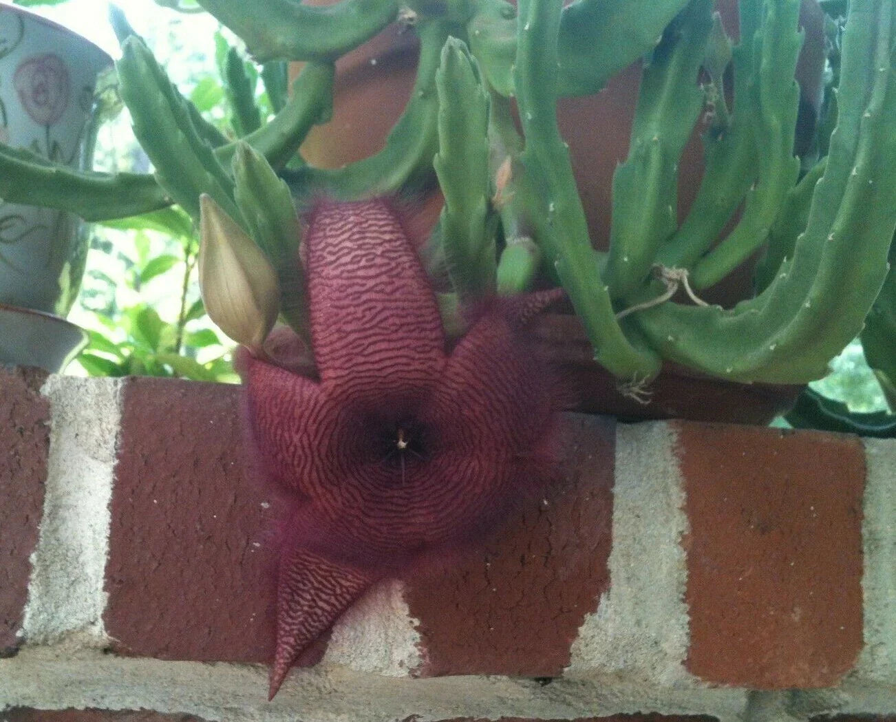 Stapelia Grandiflora Cuttings - Red Starfish Flower Succulent - Unique Carrion Plant - Easy to Grow Toad Cactus