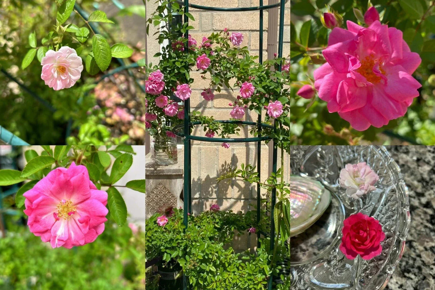 Peggy Martin Thornless Rose Cuttings - 10 Healthy Rosa 'Peggy Martin' Stems for Gardens & Landscapes