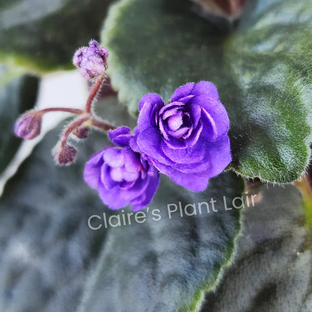African Violet Leaf - Double Blue Boy Saintpaulia ionantha Propagation Cutting for Indoor Gardening