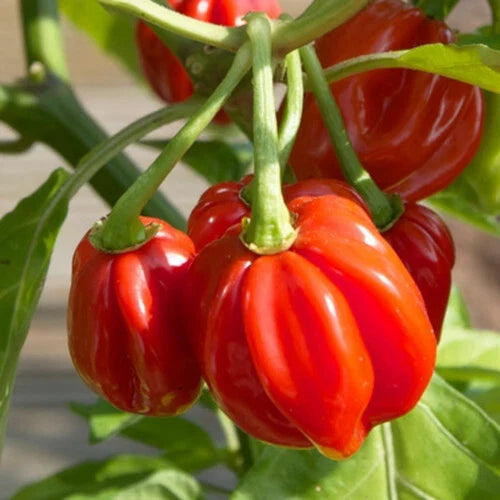 Red Scotch Bonnet Pepper Seeds | Heirloom Non-GMO Capsicum chinense | Spicy Hot Peppers for Garden or Containers