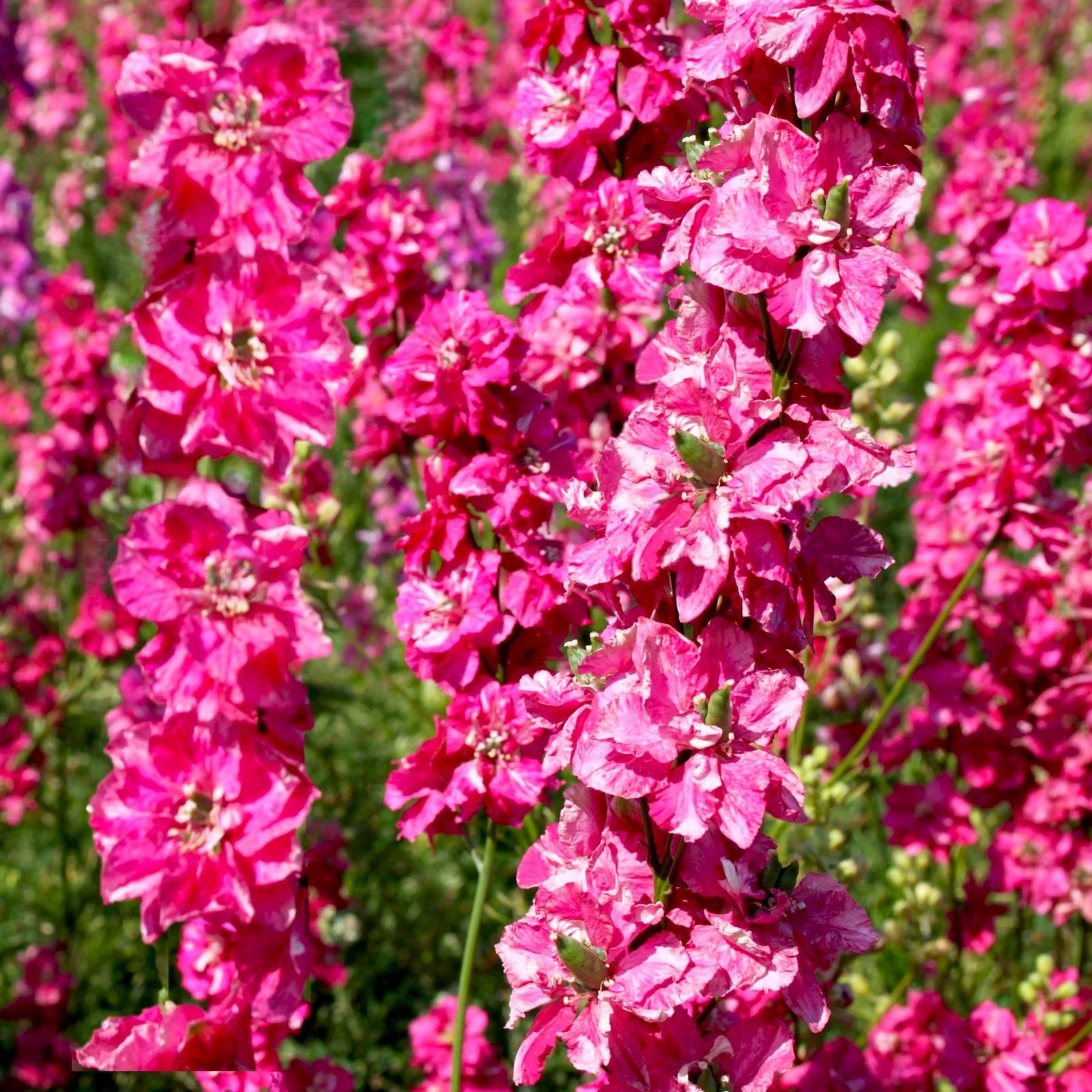 Carmine King Rocket Larkspur Seeds – Fuchsia Pink Magenta – Delphinium ajacis – Annual Flower Seeds for Borders & Cut Flowers