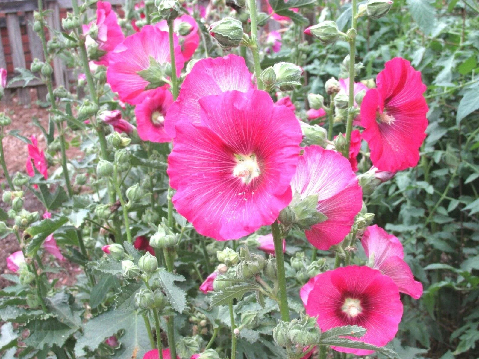 Pink Hollyhock Seeds - Heirloom Wildflower for Garden, Drought Tolerant, Cut Flowers, Alcea rosea, Perennial