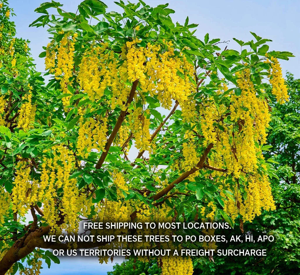 Golden Chain Tree Seedling - Live Potted Laburnum anagyroides Ornamental Tree with Yellow Flowers