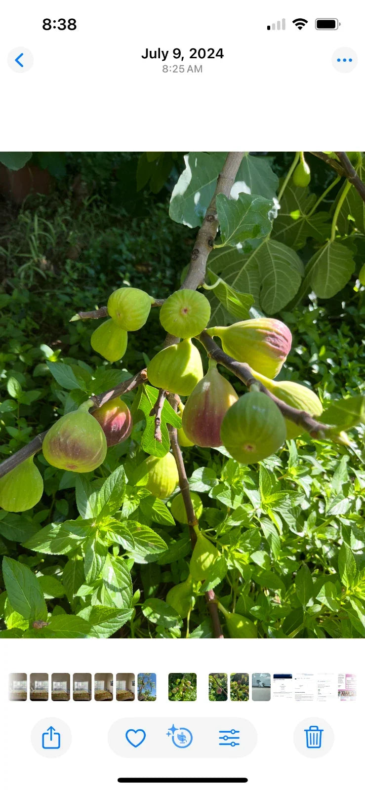Brown Turkey Fig Cuttings - 5 Pieces, 8-9 Inches, 4 Nodes - Ficus carica for Home Gardening