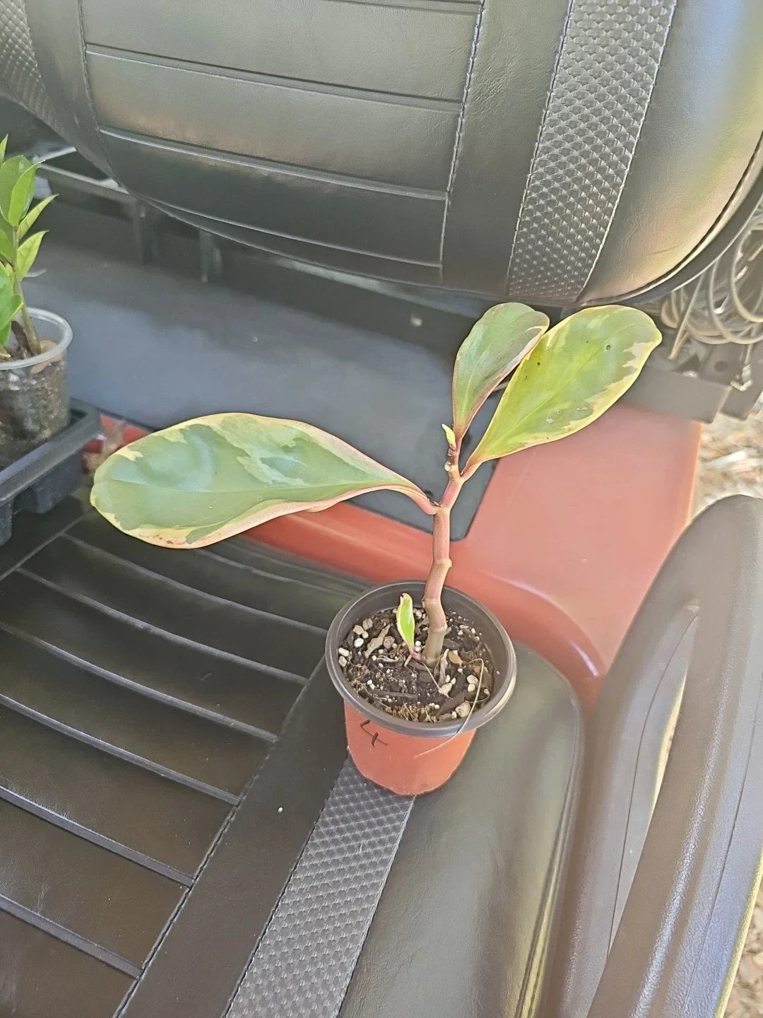 Peperomia Clusiifolia Jelly Plant 3.5" Pot - Variegated Green Pink White Indoor Houseplant