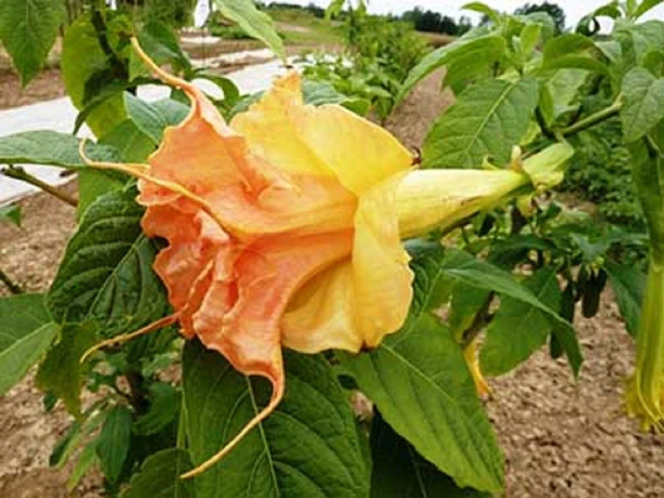 Tsunami Angel Trumpet Seeds – Brugmansia spp. – Vibrant Flower Seeds for Garden, Container & Border Planting