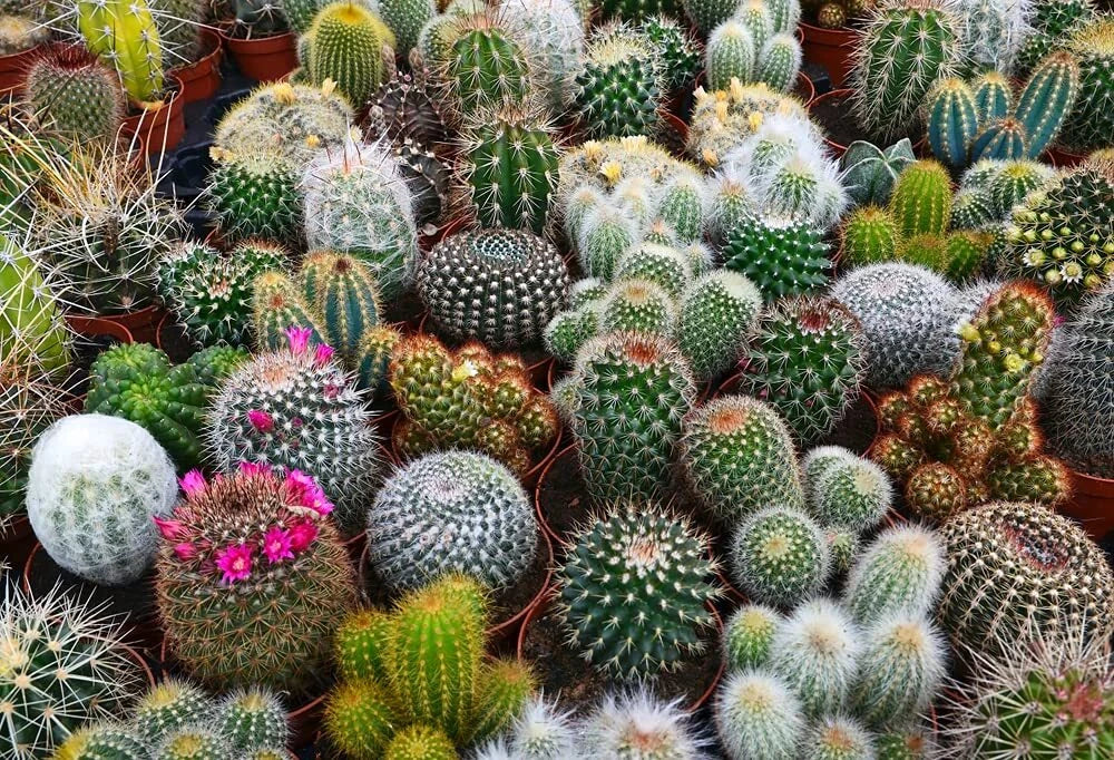 Cactus Seeds Mix - 100 Seeds - Exotic Varieties for Indoor & Outdoor Gardens - Succulent Plants - Grow Cacti
