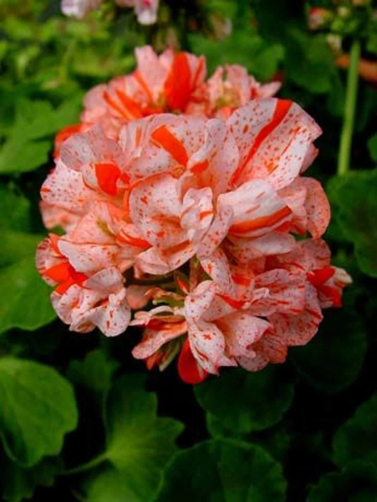 Orange White Geranium Seeds - Perennial Flower Seeds - Geranium maculatum - Bright Orange & White Blooms - US Seller
