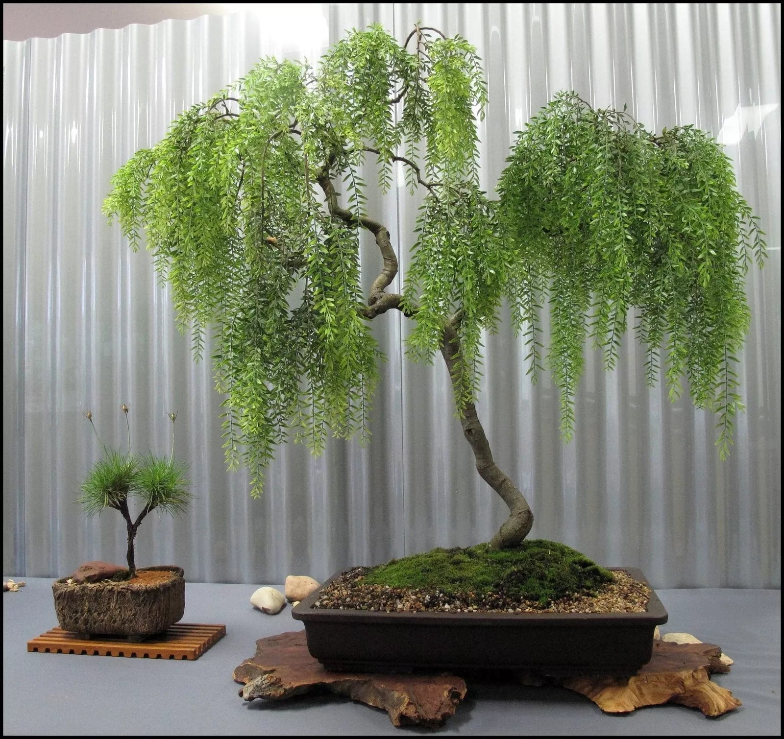 Live Dwarf Australian Weeping Willow Bonsai Tree - Salix babylonica 'Crispa' Indoor/Outdoor Starter Plant