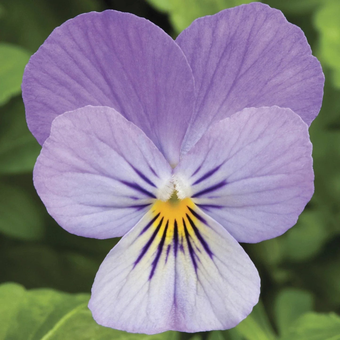 Viola Seeds Pack of 50 – Endurio Lavender Flower Seeds for Garden & Container Planting – Viola x wittrockiana