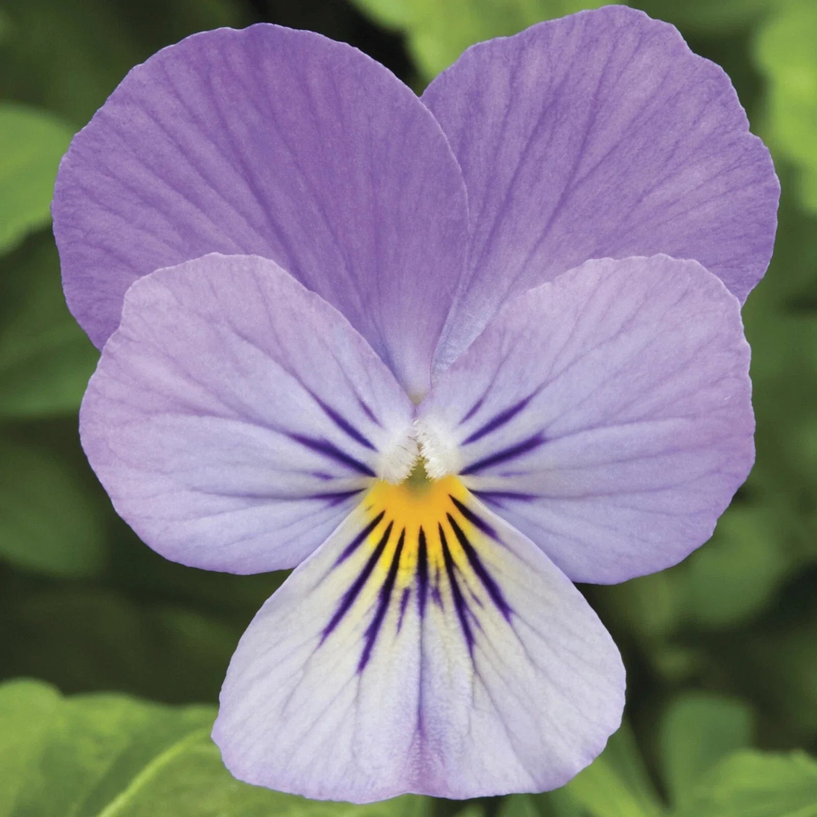 Viola Seeds Pack of 50 – Endurio Lavender Flower Seeds for Garden & Container Planting – Viola x wittrockiana