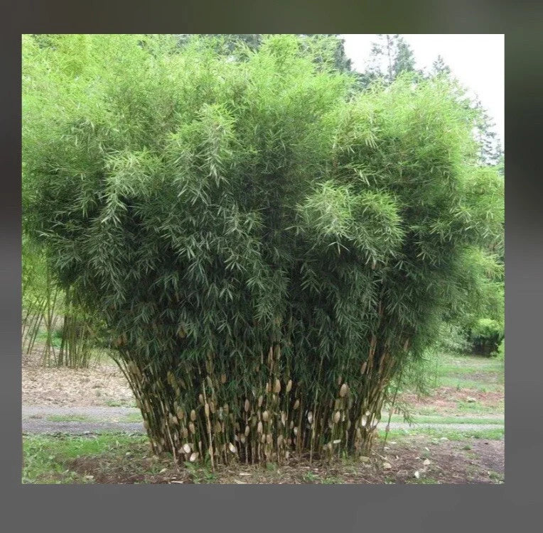 Fountain Bamboo Plant - 18-24 Inches Clumping Fargesia Murielae Cold Hardy Non-Invasive Garden Shrub