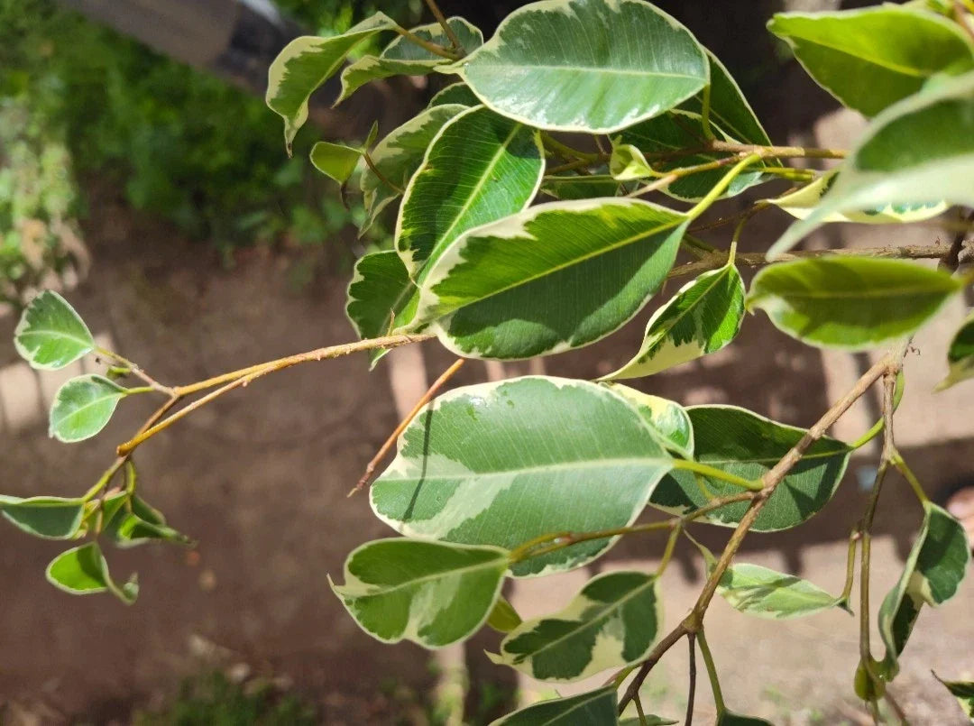 Variegated Ficus Benjamina Live Plant - Large Rooted Plug - Indoor Houseplant - Ficus Tree - Variegated Foliage