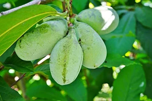 Paw Paw Tree Seeds | Edible Fruit Tree | Asimina triloba | 6 Seeds for Planting in USA