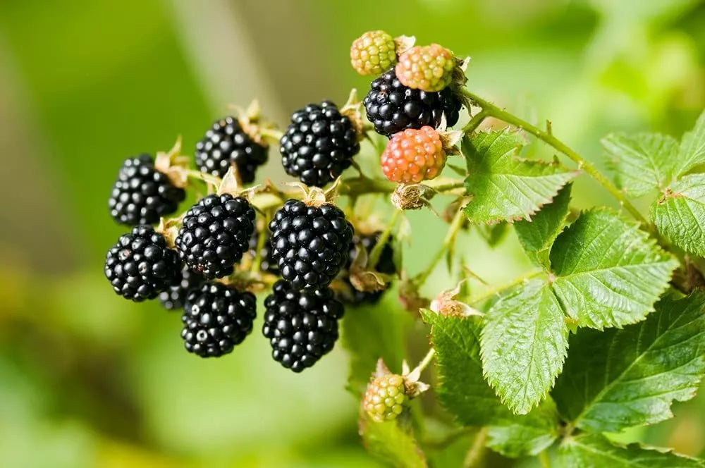 Wild Blackberry Seeds 200 Non-GMO Rubus fruticosus Organic Gardening Home Planting