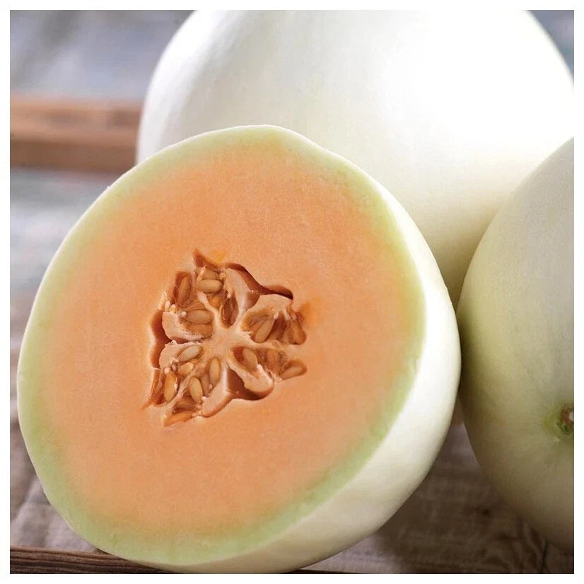 Honey Dew Orange Flesh Cantaloupe Seeds - 50+ Muskmelon Seeds for Home Gardens - Cucumis melo, Sweet Fruit, Vining, Non-GMO