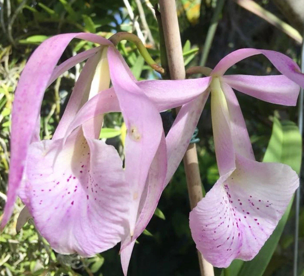 Bc Jenosa Orchid Bare Root Plant - Nodosa Variety, Lavender Flowers, Epiphytic Tropical Orchid, Brassocattleya Jenosa