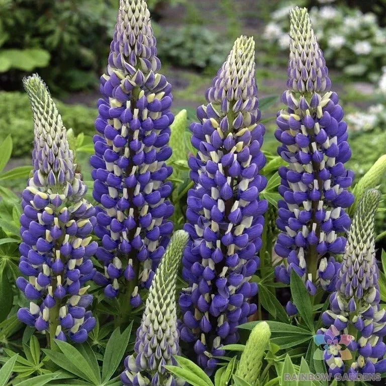 Governor Lupine Seeds - 25+ Pack, Blue Flowering, Lupinus polyphyllus, Perennial Garden Seeds for Borders & Pollinator Attraction