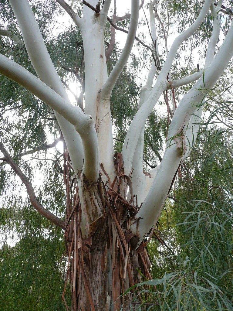 Lemon-Scented Gum Seeds - Eucalyptus citriodora - 50 Seeds for Planting, Aromatic Leaves, Fast-Growing Tree