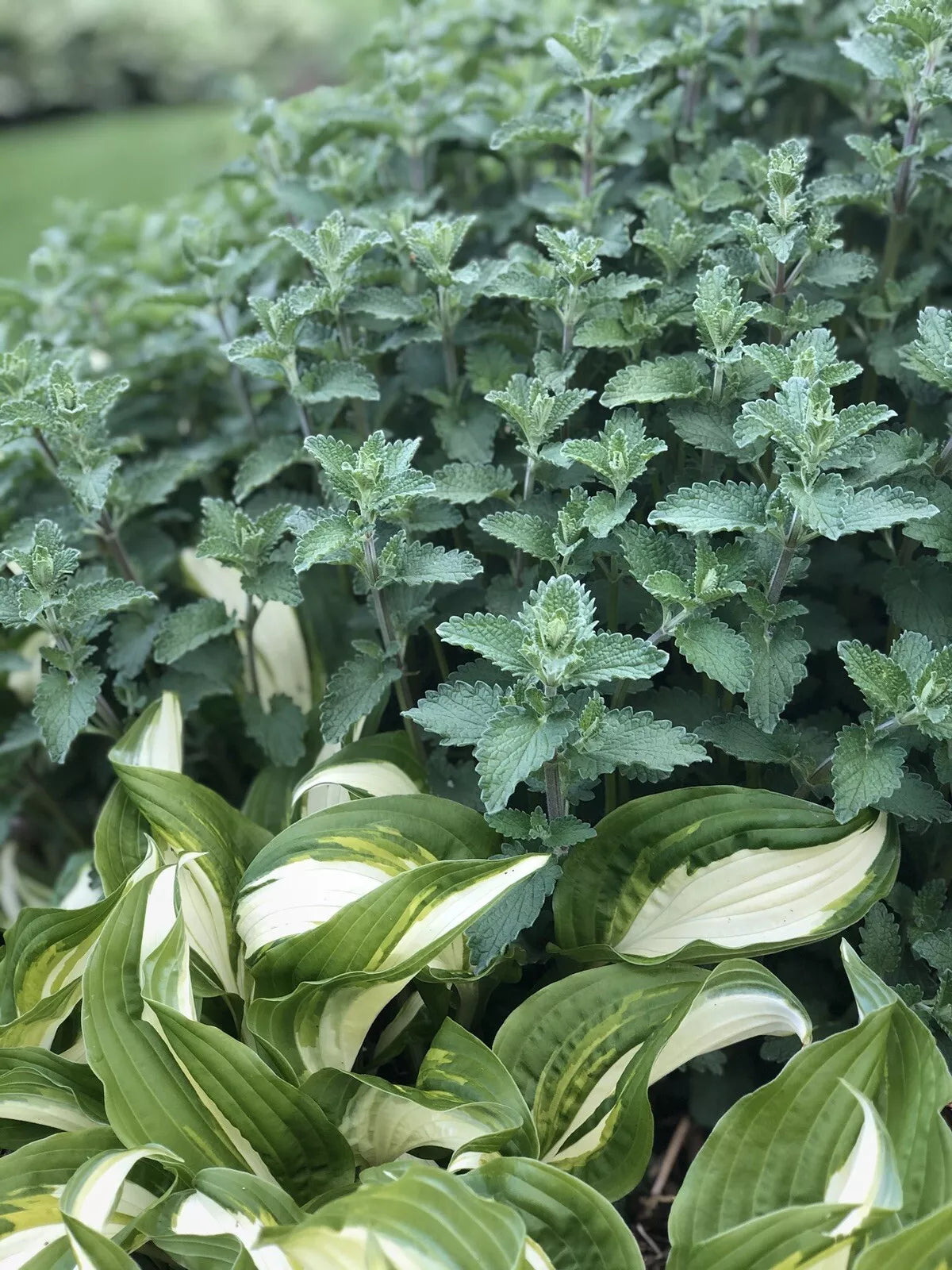 Catmint Herb Live Plants – 3 Rooted Nepeta spp. for Pollinator Gardens, Aromatic Leaves, Full Sun, Drought Tolerant