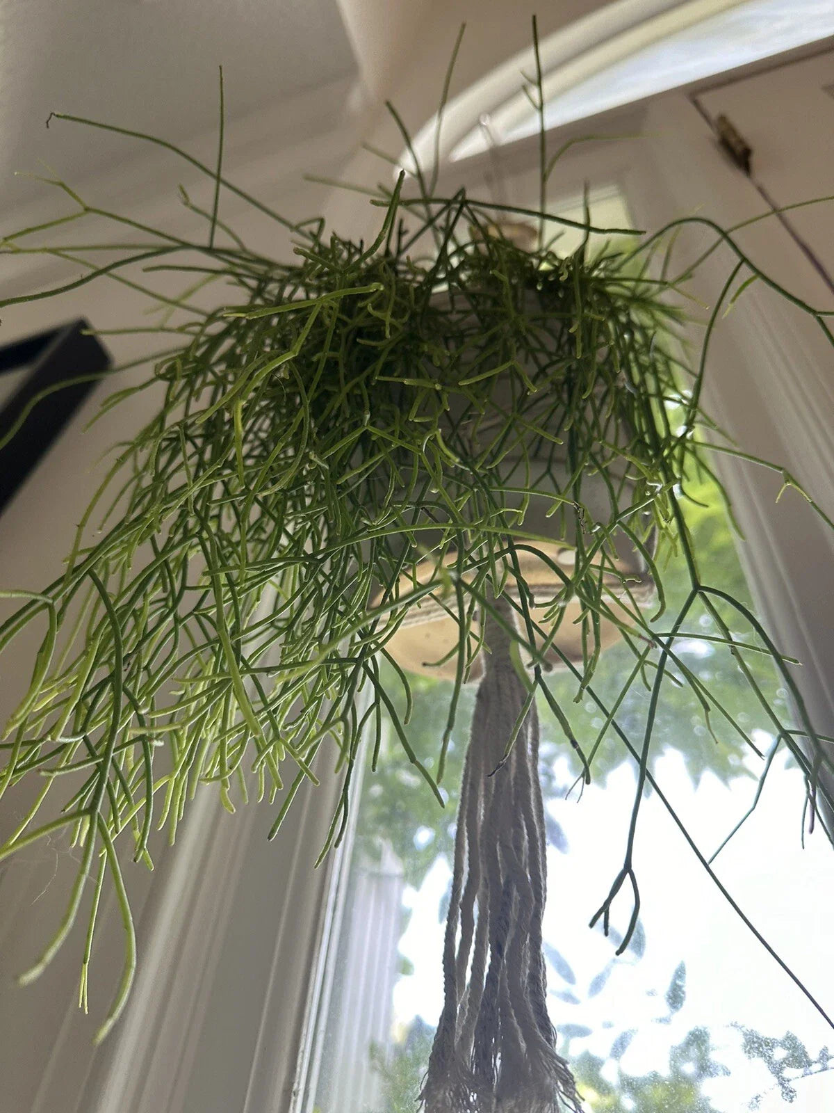 Mistletoe Cactus Cutting Rhipsalis baccifera Indoor Trailing Succulent for Hanging Baskets