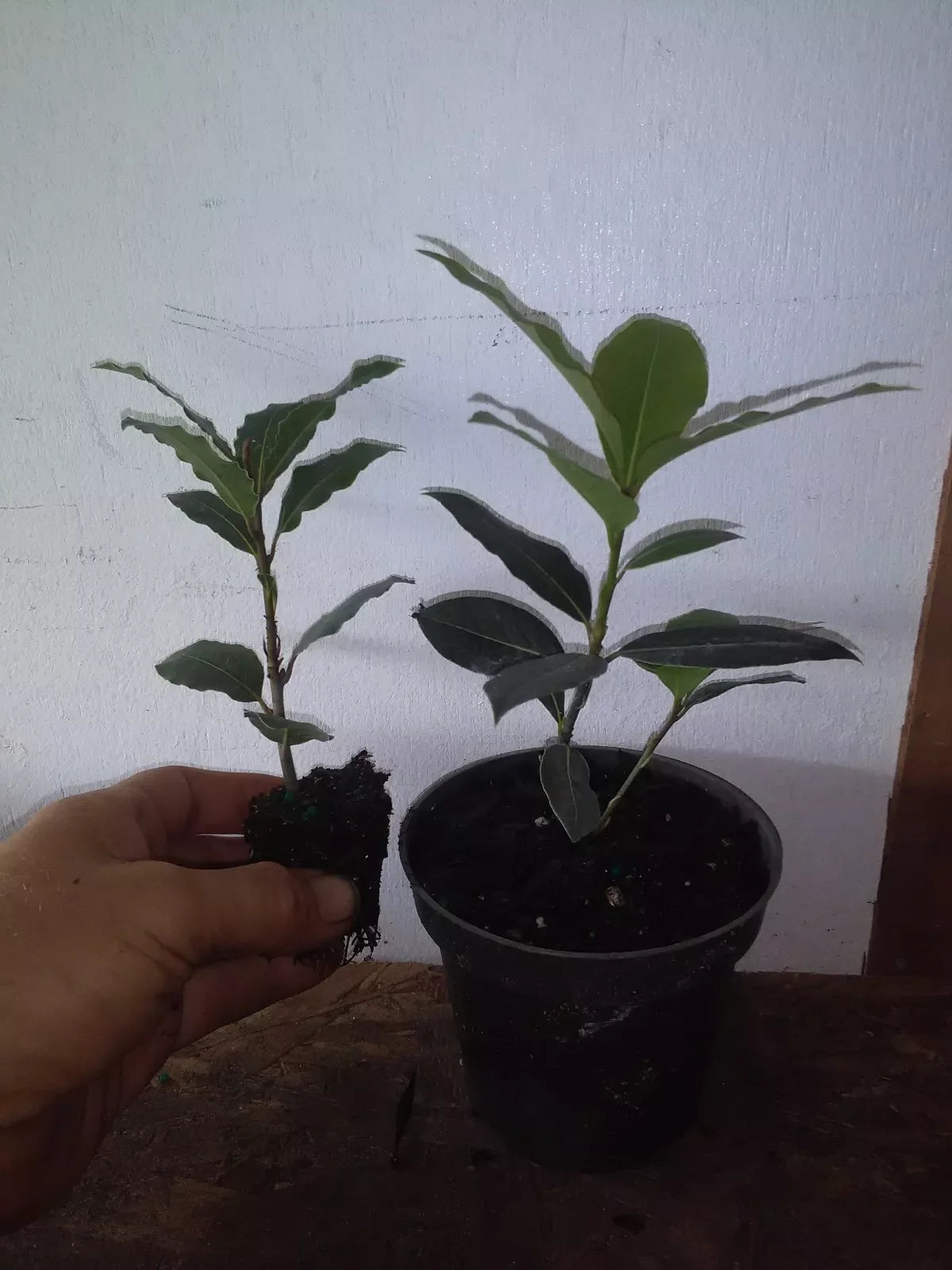 Bay Leaf Tree Plant - Laurus nobilis - Live Rooted Cutting for Indoor/Outdoor Gardening - Pesticide Free