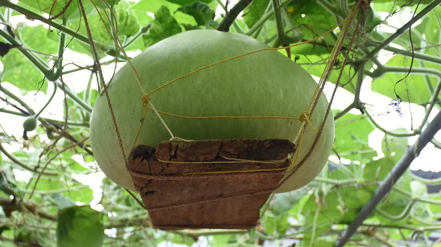 Giant Round Gourd Seeds | Non-GMO Organic Calabash Gourd | High Yield Lagenaria siceraria