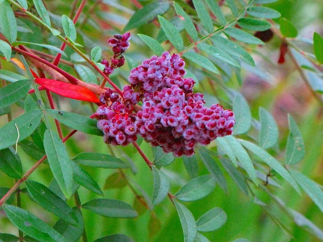 Winged Sumac Seeds 30 Count - Rhus copallinum Native Plant for Garden and Landscape