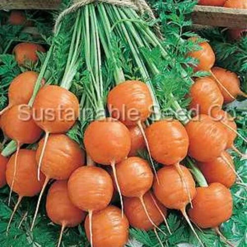 Tonda di Parigi Carrot Seeds – 1000+ Non-GMO Heirloom Daucus carota for Garden & Container Planting