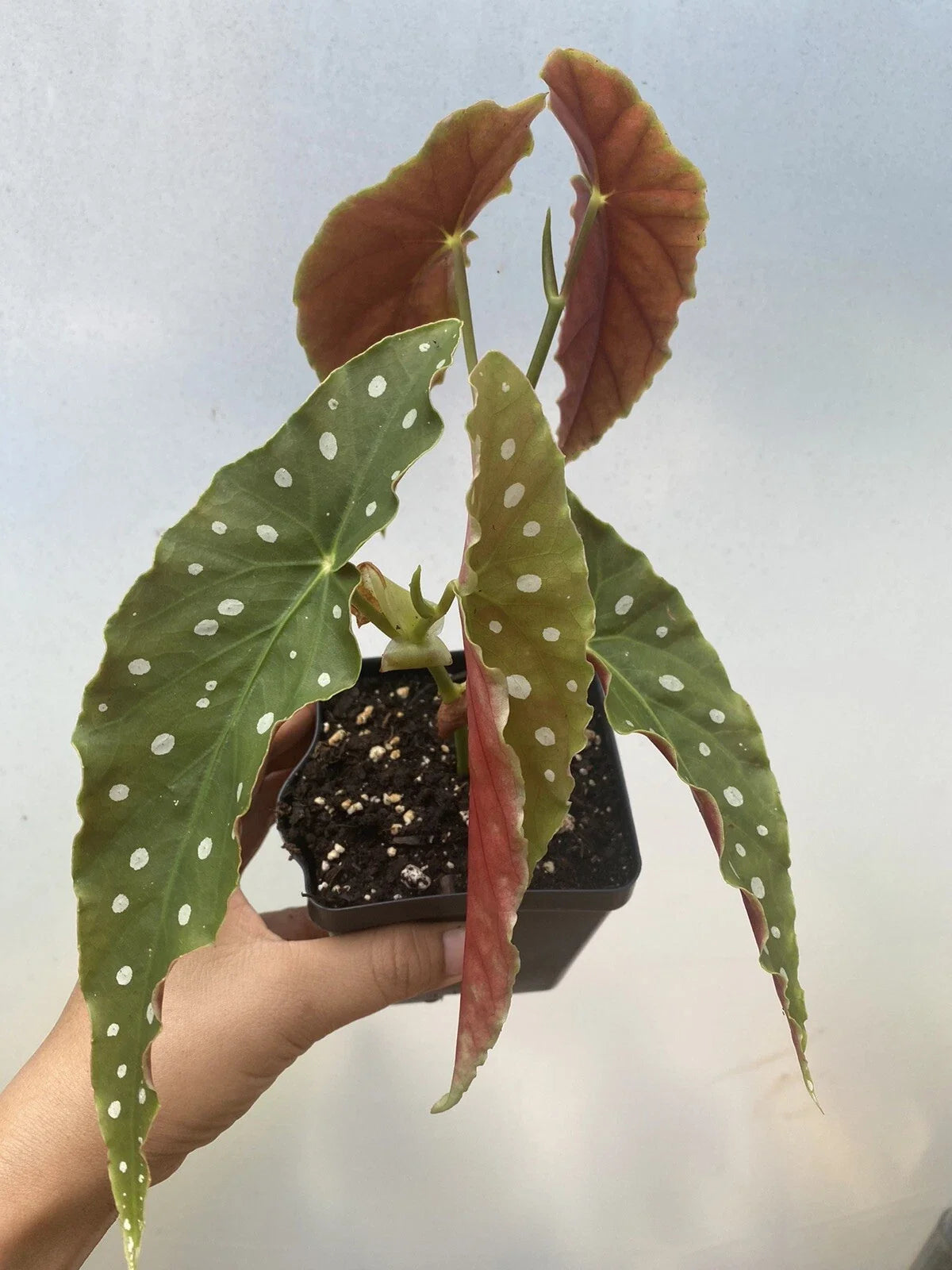 Begonia Maculata Live Houseplant 4" Pot with 2 Rooted Cuttings, Polka Dot Begonia, Indoor Plant, Bright Indirect Light