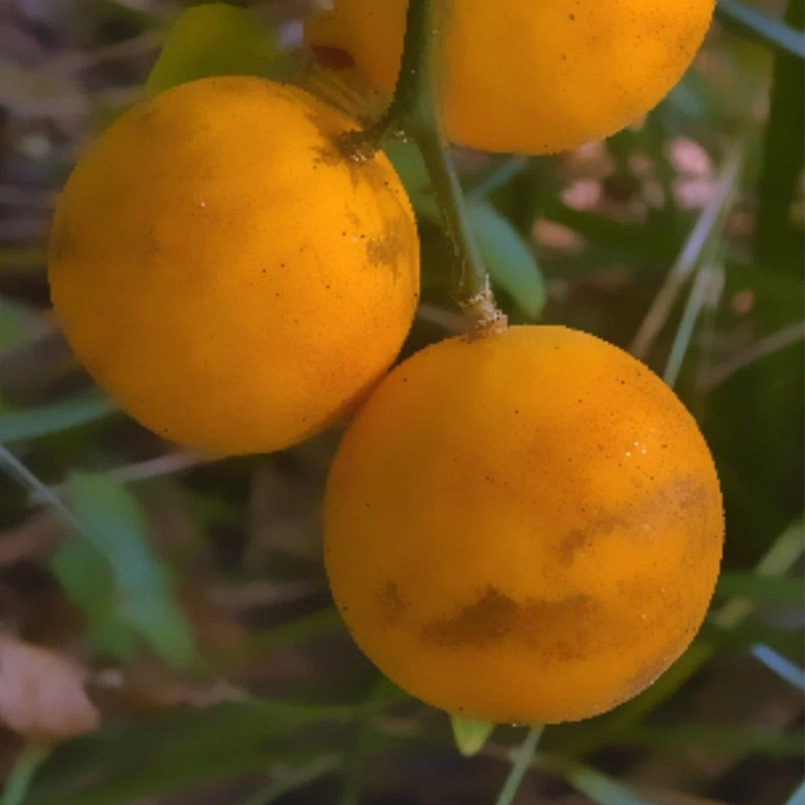 Hardy Orange Tree Seedlings 5-Pack | Flying Dragon Poncirus Trifoliata | Cold Hardy Citrus Plants | Bare Root Seedlings