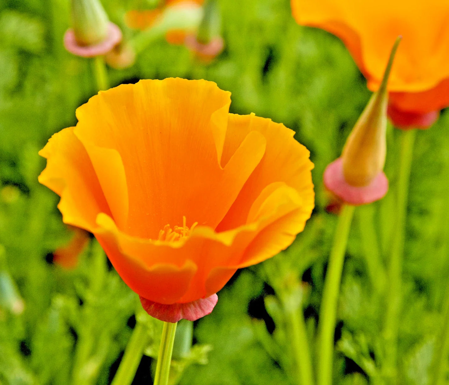 California Poppy Seeds - 501+ Orange Wildflower for Gardens & Containers - Eschscholzia californica