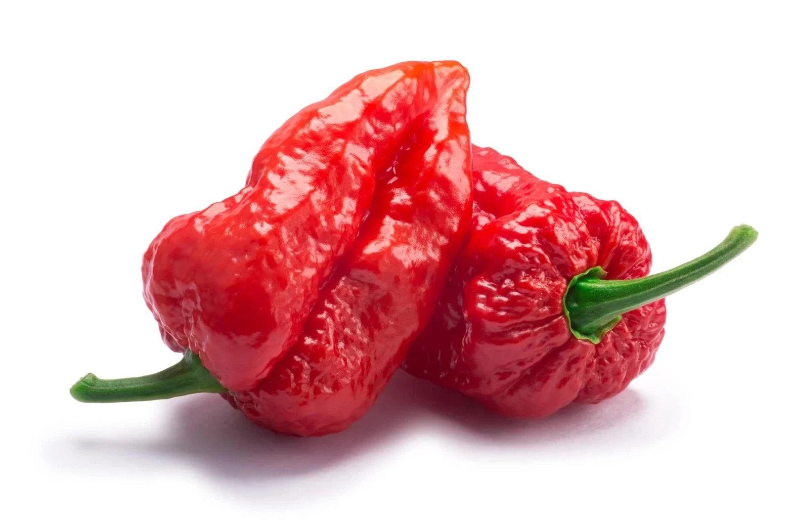 Ghost Pepper Seeds - Bhut Jolokia - Hottest Chili Seeds for Spicy Cuisine - Capsicum chinense - 20+ Seeds