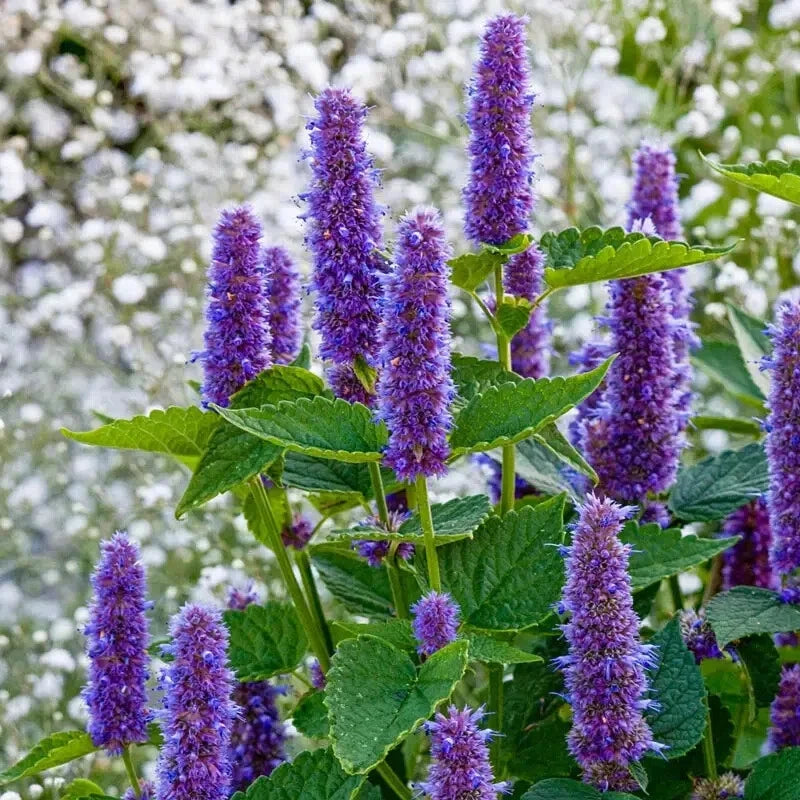 Perennial Anise Hyssop Plants - Bare Root - Fragrant Purple Flowers - Agastache foeniculum - Pollinator & Hummingbird Friendly