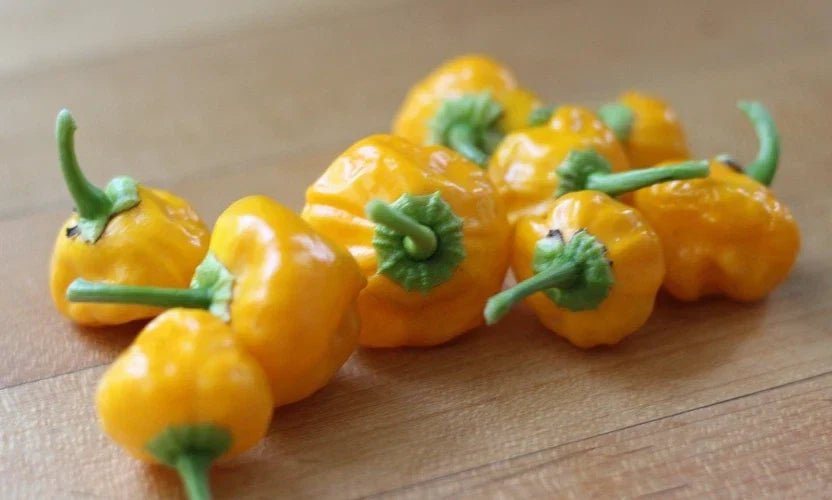 Jamaican Yellow Scotch Bonnet Pepper Seeds - 20 Premium Fresh Capsicum chinense Seeds