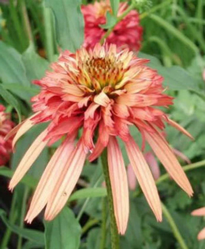 50 Double Salmon Coneflower Seeds | Perennial Echinacea purpurea Flower Seeds for Garden, Attracts Pollinators, Easy to Grow