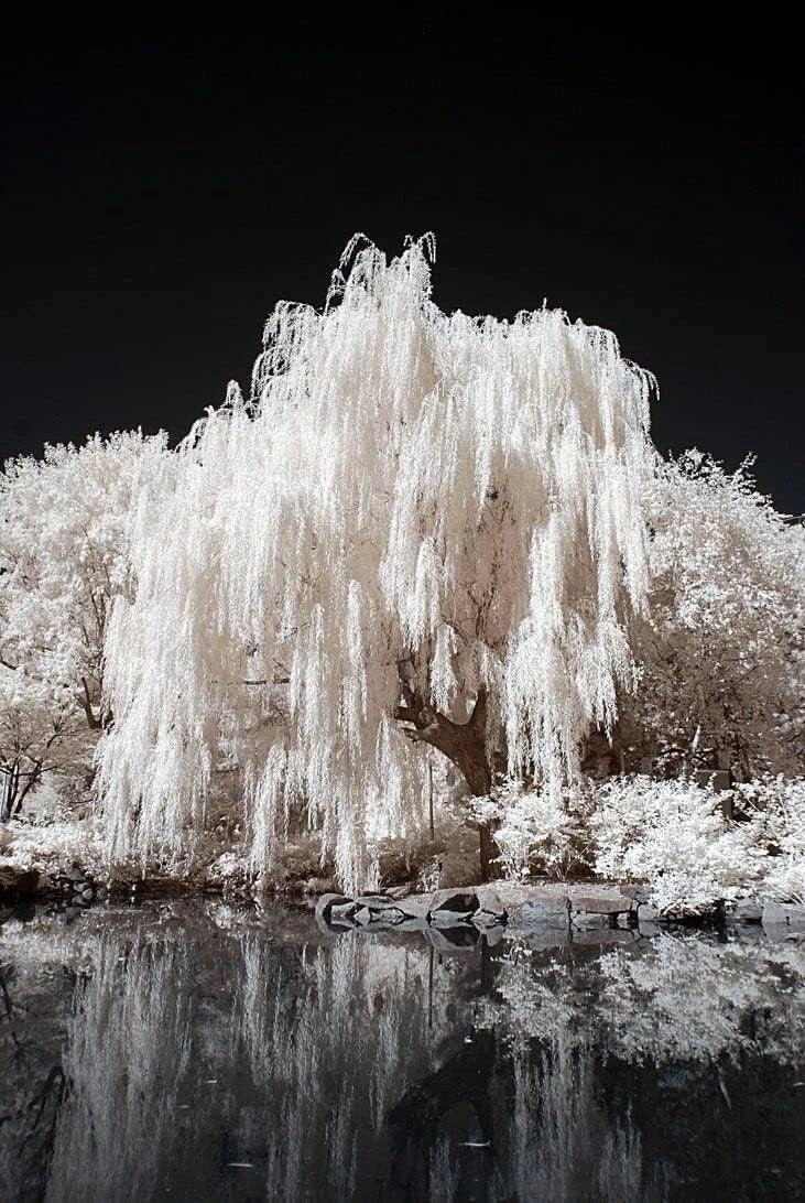 White Willow Tree Starter Plant - Silver Leaves, Shimmers in Sun & Moonlight - Salix alba