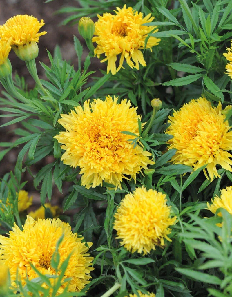 25+ Marigold Seeds for Garden Planting - Phyllis Variety - Tagetes patula - Annual, Orange & Yellow Flowers