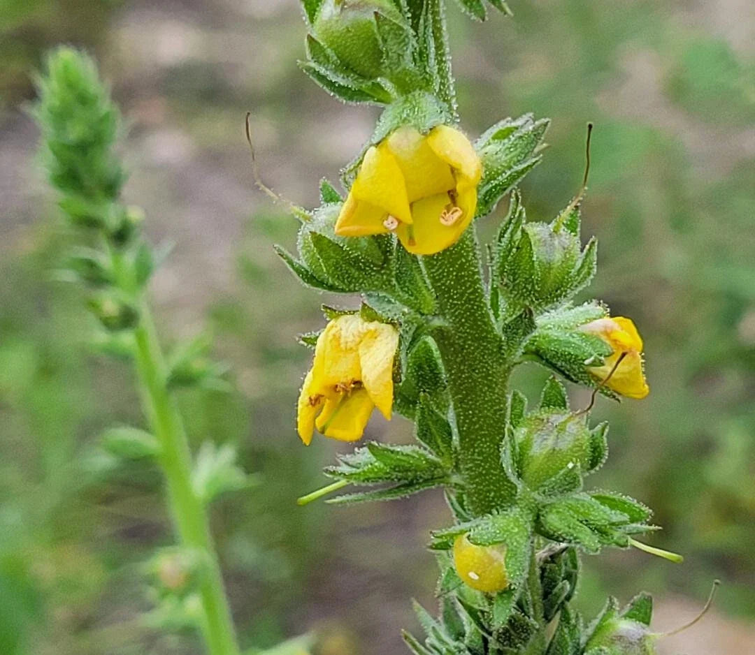 Wand Mullein Seeds | 25 Pack | Verbascum virgatum | Native Florida Wild Harvested Plant Seeds