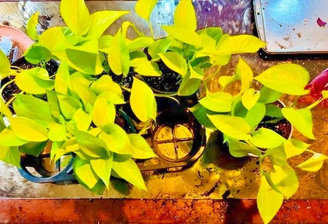 Neon Pothos Plant in 6-Inch Hanging Basket, Trailing Houseplant, Epipremnum aureum, Indoor Greenery, Easy Care