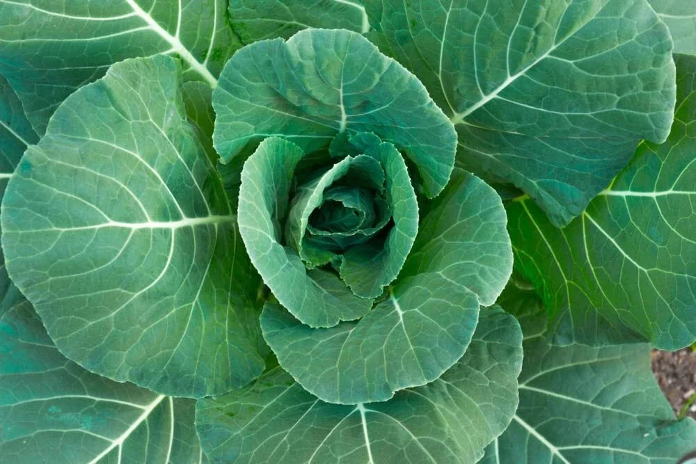 Collard Green Seeds - 100 Pack - High Yield, Rich Flavor - Brassica oleracea var. viridis