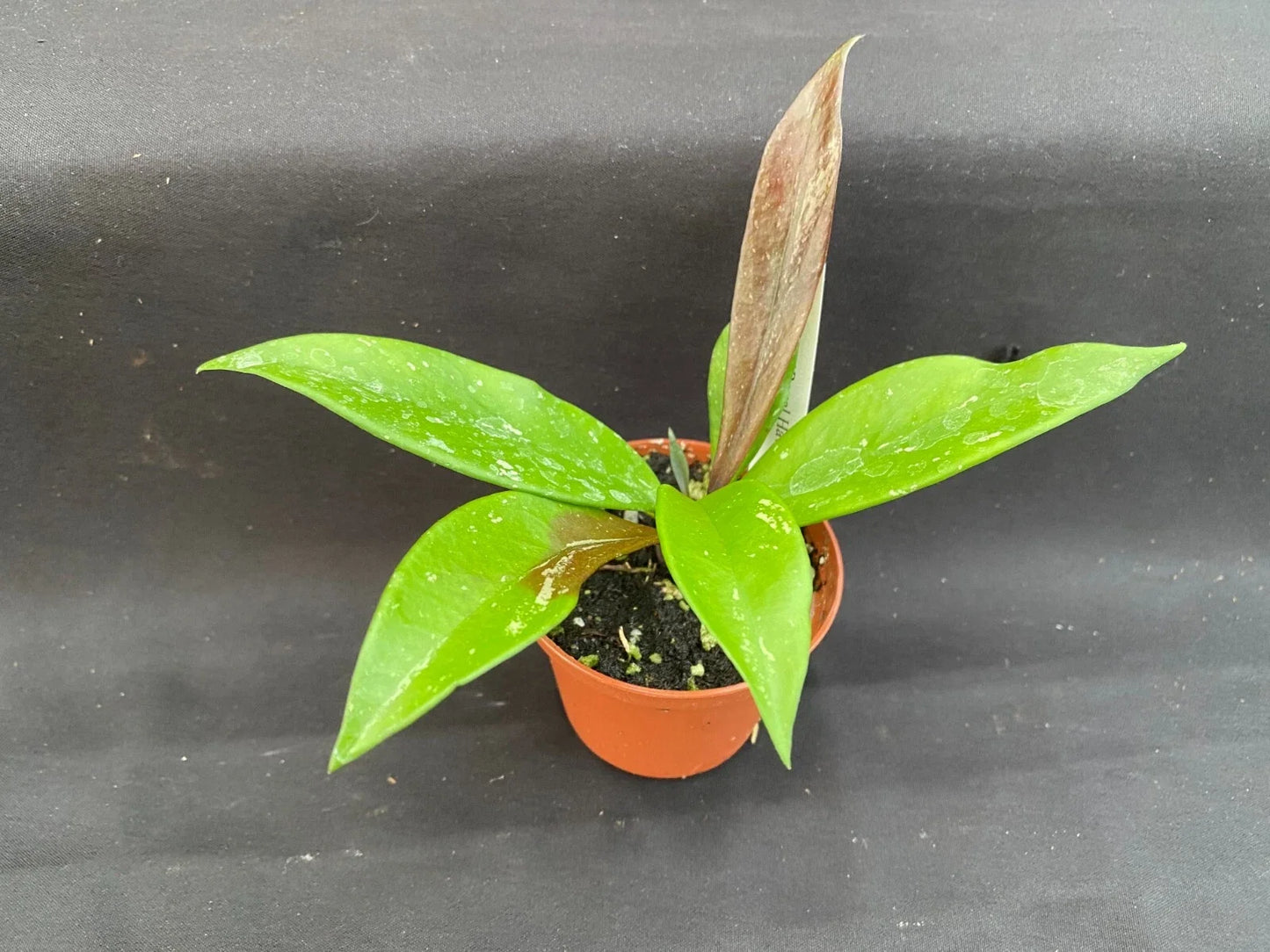 Hoya pubicalyx 'Royal Hawaiian Purple' Rooted Plant in 2.5" Pot, Vining Indoor Plant with Purple Blooms, Easy Care